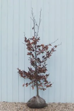 Beech Purple Rootball Hedging 150-175cm 60-72in