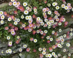 MANY TWO TONE FLOWERS OF ERIGERON KARVINSKIANUS