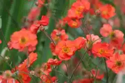 GEUM SCARLET TEMPEST FLOWER DETAIL