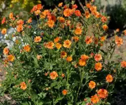 GEUM TOTALLY TANGERINE IN FULL FLOWER