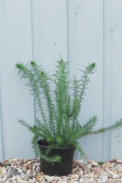 Gorse Potted Hedging 30-50cm 144-0in