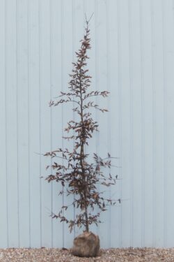Hornbeam Rootball Hedging 200-225cm 78-90in