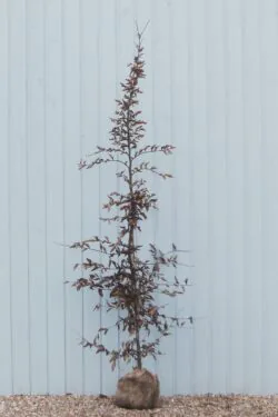 Hornbeam Rootball Hedging 200-225cm 78-90in
