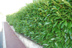 Laurel Caucasica Rootball Hedging 200-225cm 78-90in