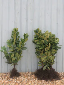 Laurel Common Bare Root Hedging 60-80cm 24-36in
