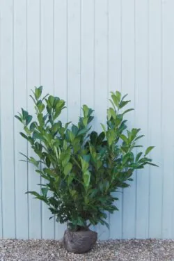 Laurel Common Rootball Hedging 100-125cm 42-48in