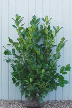 Laurel Common Rootball Hedging 125-150cm 48-60in