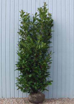 Laurel Common Rootball Hedging 225-250cm 90-102in
