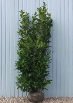 Laurel Common Rootball Hedging 225-250cm 90-102in