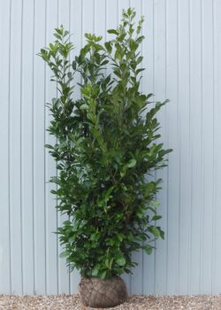 Laurel Common Rootball Hedging 250-300cm 102-120in