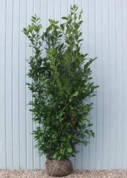 Laurel Common Rootball Hedging 250-300cm 102-120in