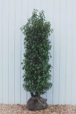 Laurel Portugal Rootball Hedging 150-175cm 60-72in