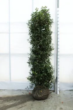 Laurel Portugal Rootball Hedging 200-225cm 78-90in