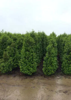 Laurel Portugal Rootball Hedging 250-300cm 102-120in