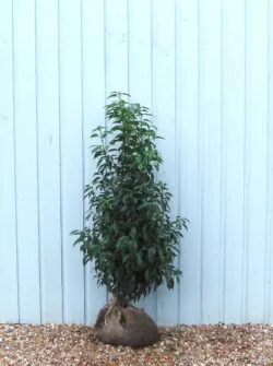 Laurel Portugal Rootball Hedging 90-120cm 36-48in