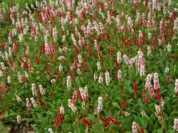MATURE FLOWERING CARPET OF PERSICARIA AFFINIA SUPERBA