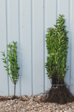 Privet Green Bare Root Hedging 40-60cm 192-0in