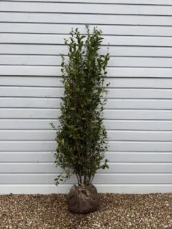 Privet Green Rootball Hedging 180-200cm 72-78in