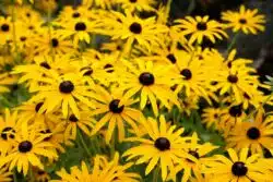 RUDBECKIA GOLDSTURM FLOWER DETAIL