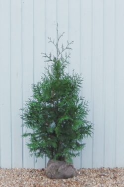 Thuja Plicata Atrovirens Rootball Hedging 120-150cm 48-60in