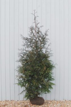 Thuja Plicata Atrovirens Rootball Hedging 200-225cm 78-90in