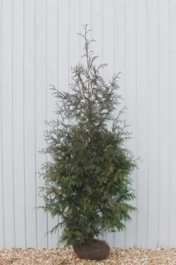 Thuja Plicata Atrovirens Rootball Hedging 200-225cm 78-90in
