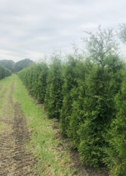 Thuja Plicata Atrovirens Rootball Hedging 225-250cm 90-102in