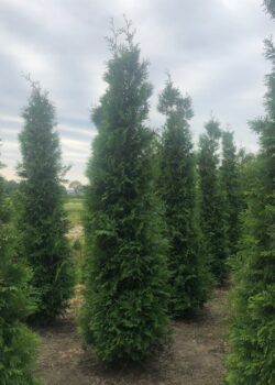 Thuja Plicata Atrovirens Rootball Hedging 300-350cm 120-0in