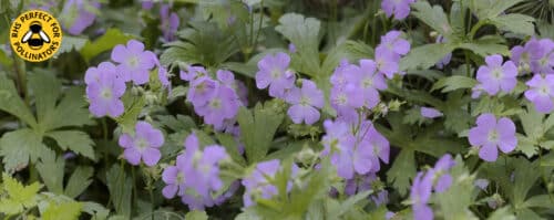 BUY GERANIUM MACULATUM BETH CHATTO ONLINE FROM HOPES GROVE NURSERIES