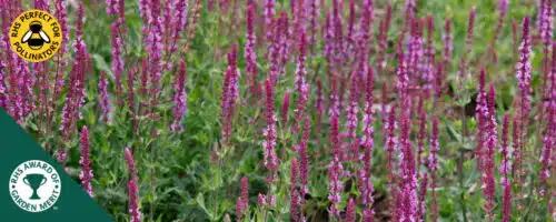 BUY SALVIA NEMOROSA AMETHYST ONLINE FROM HOPES GROVE NURSERIES