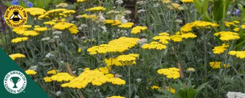 BUY ACHILLEA MOONSHINE GROUND COVER PLANTS ONLINE FROM HOPES GROVE NURSERIES