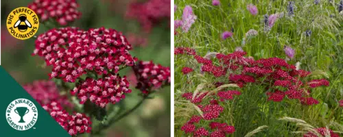 ACHILLEA SUMMERWINE GROUND COVER PLANTS