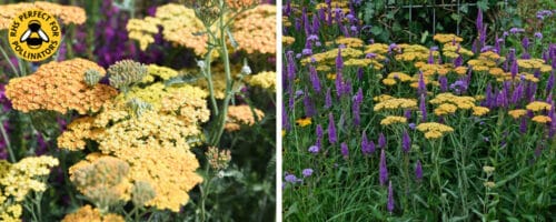 buy achillea terracotta ground cover plants online from hopes grove nurseries