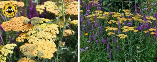 buy achillea terracotta ground cover plants online from hopes grove nurseries