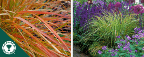 BUY ANEMANTHELE LESSONIANA ONLINE FROM HOPES GROVE NURSERIES
