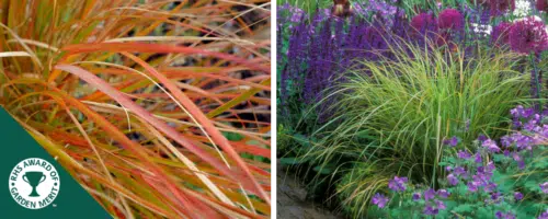BUY ANEMANTHELE LESSONIANA ONLINE FROM HOPES GROVE NURSERIES