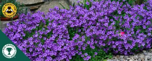 BUY CAMPANULA PORTENSCHLAGIANA GROUND COVER PLANTS ONLINE FROM HOPES GROVE NURSERIES
