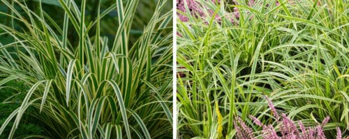 BUY CAREX MORROWII ICE DANCE ONLINE FROM HOPES GROVE NURSERIES