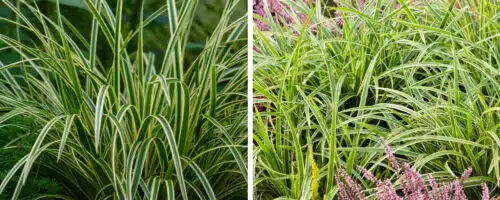 BUY CAREX MORROWII ICE DANCE ONLINE FROM HOPES GROVE NURSERIES