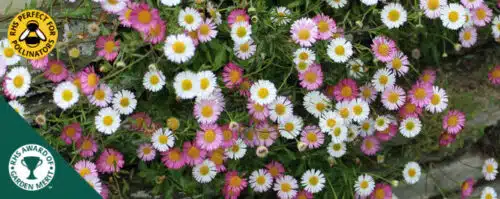 BUY ERIGERON KARVINSKIANUS PLANTS ONLINE FROM HOPES GROVE NURSERIES