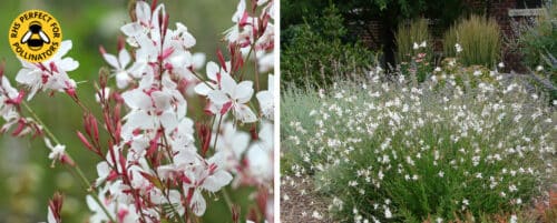BUY GAURA WHIRLING BUTTERFLIES ONLINE FROM HOPES GROVE NURSERIES