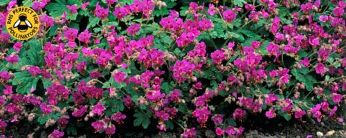 BUY GERANIUM MACRORRHIZUM BEVANS VARIETY ONLINE FROM HOPES GROVE NURSERIES