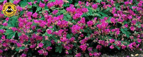 BUY GERANIUM MACRORRHIZUM BEVANS VARIETY ONLINE FROM HOPES GROVE NURSERIES