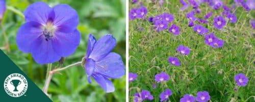 BUY GERANIUM BROOKSIDE PLANTS ONLINE FROM HOPES GROVE NURSERIES