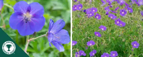 BUY GERANIUM BROOKSIDE PLANTS ONLINE FROM HOPES GROVE NURSERIES