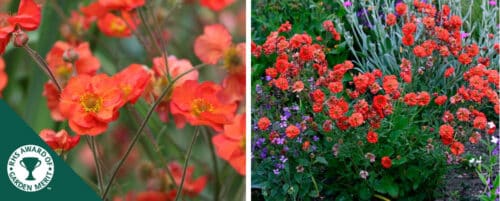 BUY GEUM SCARLET TEMPEST PLANTS ONLINE FROM HOPES GROVE NURSERIES