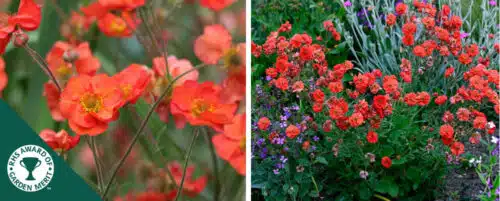 BUY GEUM SCARLET TEMPEST PLANTS ONLINE FROM HOPES GROVE NURSERIES
