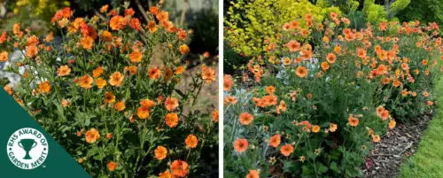 BUY GEUM TOTALLY TANGERINE ONLINE FROM HOPES GROVE NURSERIES