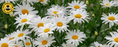 BUY LEUCANTHEMUM SNOWCAP ONLINE FROM HOPES GROVE NURSERIES