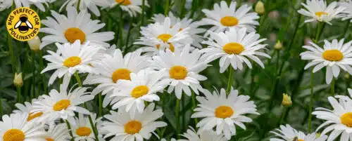 BUY LEUCANTHEMUM SNOWCAP ONLINE FROM HOPES GROVE NURSERIES